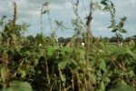 Aangrenzend weiland